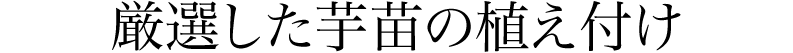 厳選した芋苗の植え付け